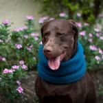 campanadegauss profile picture
