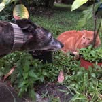 candyandthecats profile picture