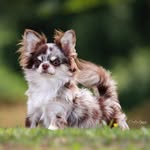 candychihuhuasmedellin profile picture