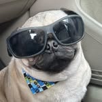 candylapug profile picture