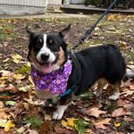cannnolithecorgi profile picture