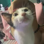 cantillolyle profile picture
