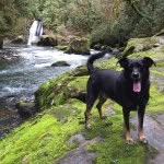 canyonpuppy profile picture