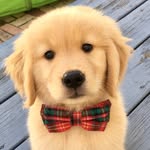 captainthegoldenn profile picture