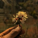 capturedkharmang profile picture