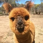 capudothealpaca profile picture