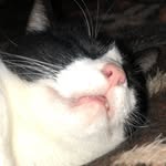 carburandolis profile picture