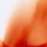 carina.lammers profile picture