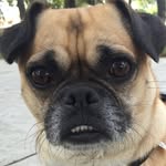 carlinok9 profile picture