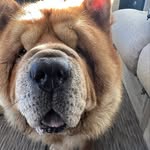carloscubas93 profile picture
