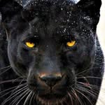 carlosulberg profile picture