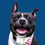 carlo_the_pibble profile picture
