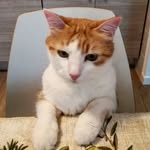 carmelobacione profile picture