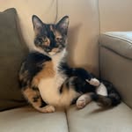 carmenlacalico profile picture