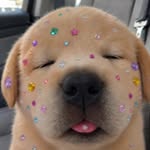 carmlosog profile picture