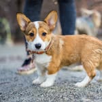 carrot_thecorgi profile picture