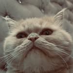 cas.per_sins profile picture