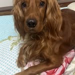 casadeluxori profile picture
