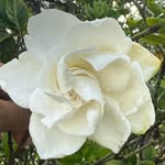 casa_gardenias_ profile picture