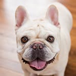 cashewthefrenchie profile picture