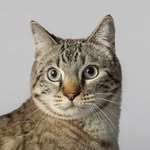 caspianthecatprince profile picture