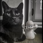 caspurrthefriendlykitty profile picture