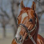 cassanovaeyes profile picture