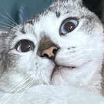 casszrte profile picture