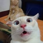 cat.box_ profile picture