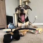 catahoula_adventure_crew profile picture