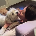 catbark profile picture