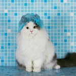 catboy10 profile picture