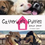 catherinespuppies profile picture