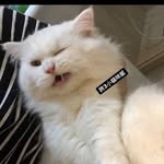 catlover___hsuan profile picture