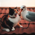catloverladyy profile picture