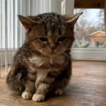 catloverusa21 profile picture