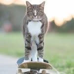 catmantoo profile picture