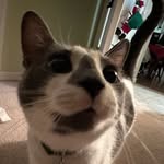 cat_miranda__ profile picture