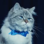catnamedsquirrel profile picture