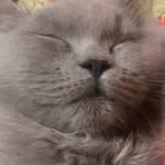 cat_nunu0614 profile picture