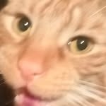 catriarch_ie profile picture