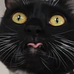 cats.without.jobs profile picture