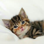 catsanddogsofig profile picture