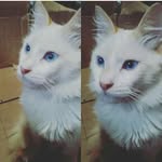 catsinvenezuela profile picture