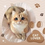 catsloverr0 profile picture