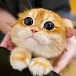 catsmeuguia profile picture