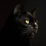 catsofblack profile picture