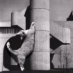 cats_of_brutalism profile picture