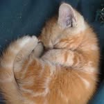 cats_of_day_ profile picture
