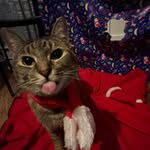 catsoooooooo profile picture
